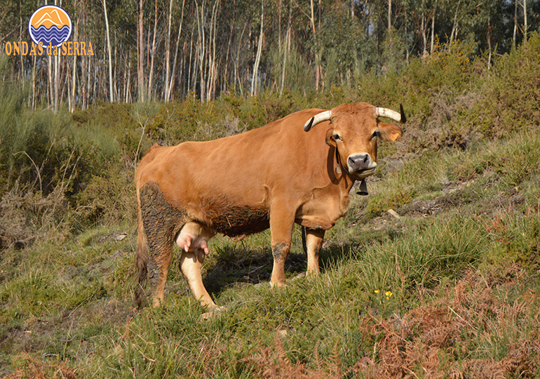 Gado bovino de raça Arouquesa