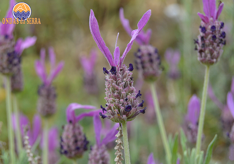Alfazemas - Janarde - Arouca