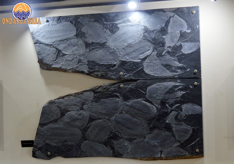 Centro de Interpretação Geológica de Canelas, fósseis de trilobites