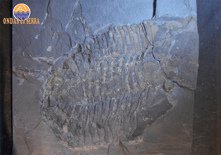 Fóssil de Trilobite - Museu das Trilobites - G25: Centro de Interpretação Geológica de Canelas - Arouca Geopark