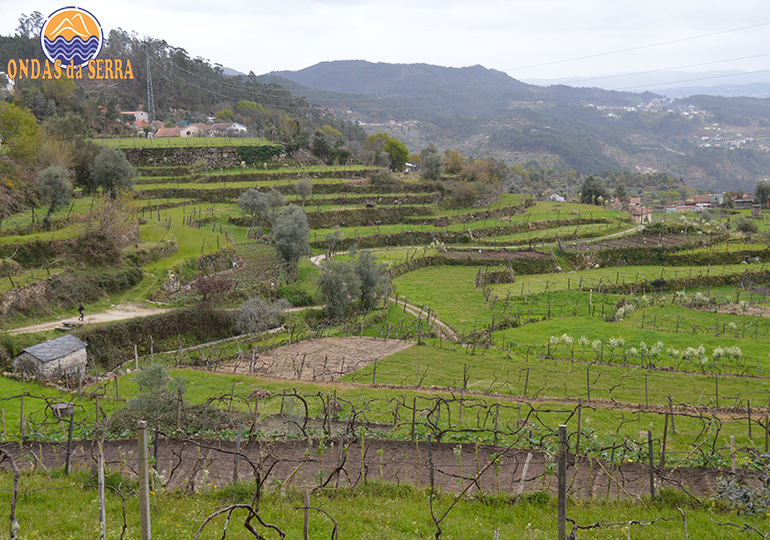 Campos agrícolas em socalcos de Paraduça - Arões - Vale de Cambra