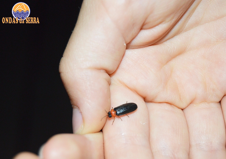 Visita guiada noturna aos pirilampos do Rio Uíma - Fiães - Santa Maria da Feira