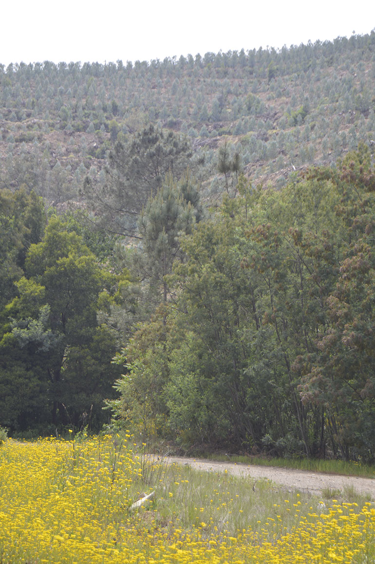 Eucaliptal em Server do Vouga