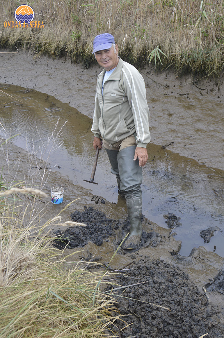 José Fragoso na apanha da bicha