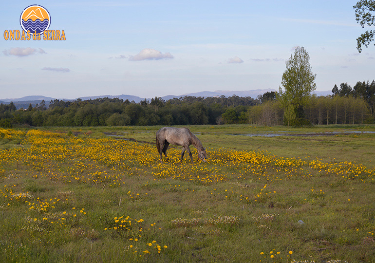 Cavalos a pastar em Pardilhó