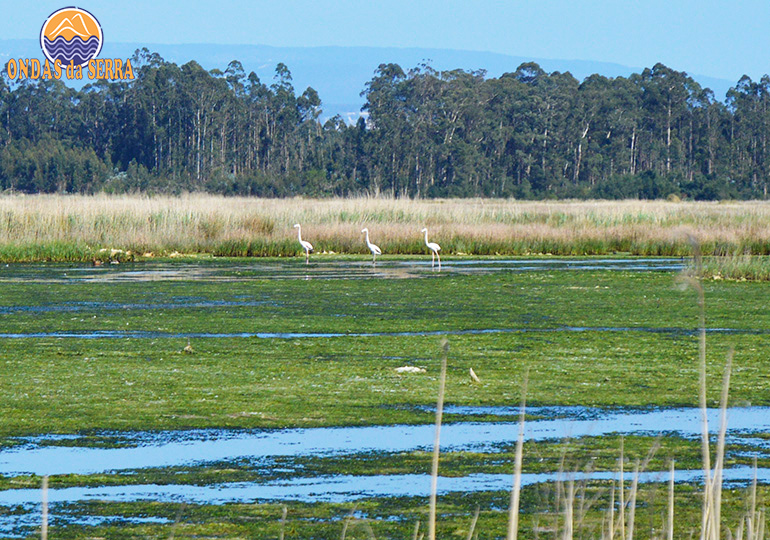 Trilho do Rio Cáster em Ovar