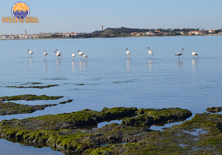 Flamingos - Ria de Aveiro - Murtosa