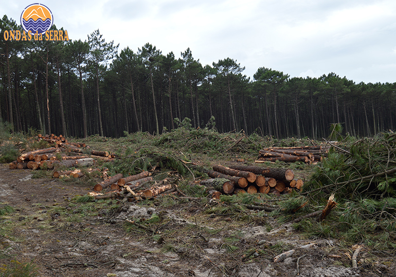 Abate e corte raso da floresta de Ovar