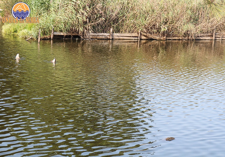 Parque Ambiental do Buçaquinho - Lagos com patos