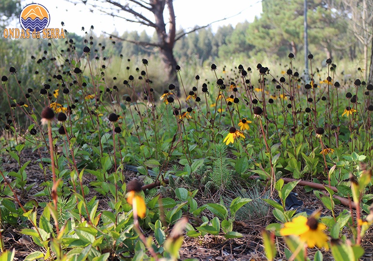 Parque Ambiental do Buçaquinho - Jardim de plantas aromáticas