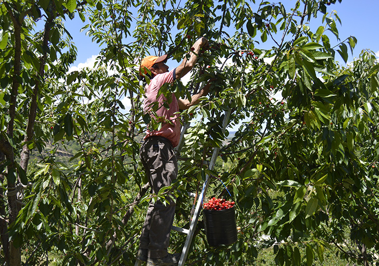 A colheita da cereja em São João de Fontoura - Resende