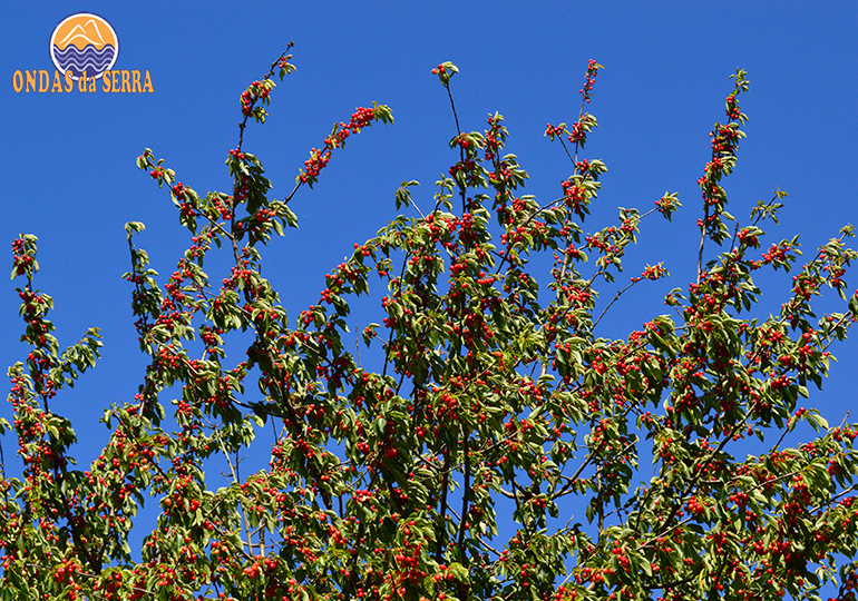 PR1 - Rota das Cerejais - São João de Fontoura - Resende