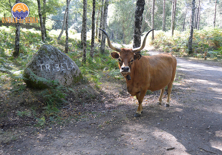 Gado de Raça Barrosã - Parque Nacional da Peneda-Gerês