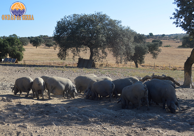 O que fazer no Alentejo.Porcas pretas da raça Alentejana - Alandroal