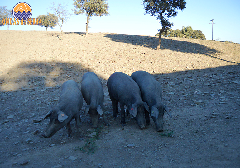 O que fazer no alentejo. Porco Preto da Raça Alentejana