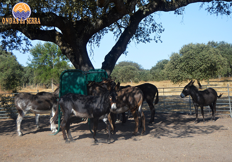O que fazer no Alentejo. Quinta de animais do Parque de Campismo Odivelas - Ferreira do Alentejo