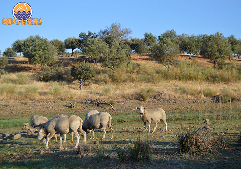O que fazer no Alentejo . Rebanho de Ovelhas na Ribeira de Lucefécit - Rosário - Alandroal