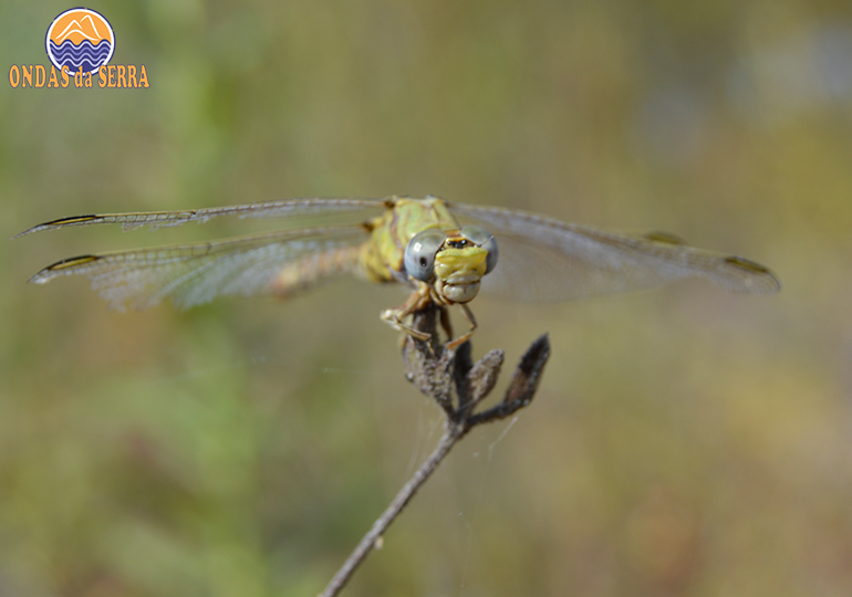O que fazer no alentejo.Reserva Ecológica Nacional dos concelhos de Alvito e de Ferreira do Alentejo e Albufeira de Odivelas e Alvito. Libélula