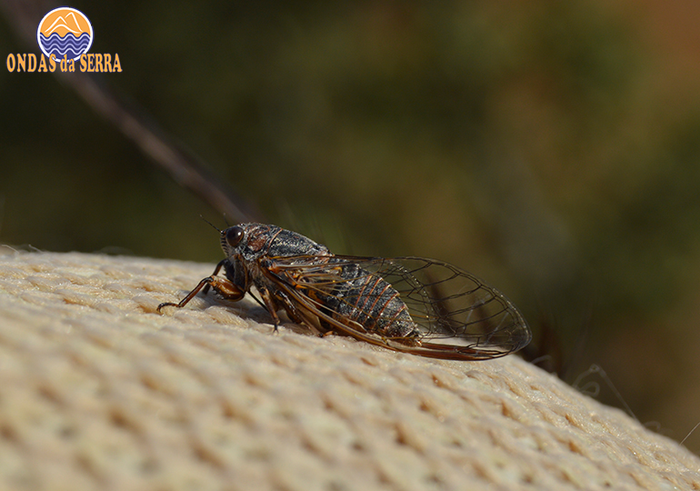 Albufeira de Odivelas - Alvito - Cigarra