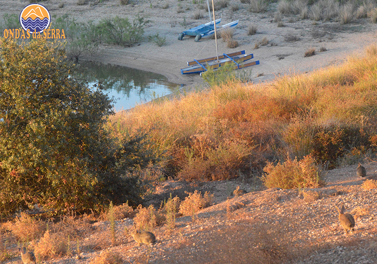 Os animais da reserva ecológica do Alvito e Ferreira do Alentejo