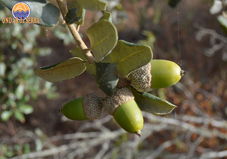 Montado de Sobro e Azinho – Ferreira do Alentejo