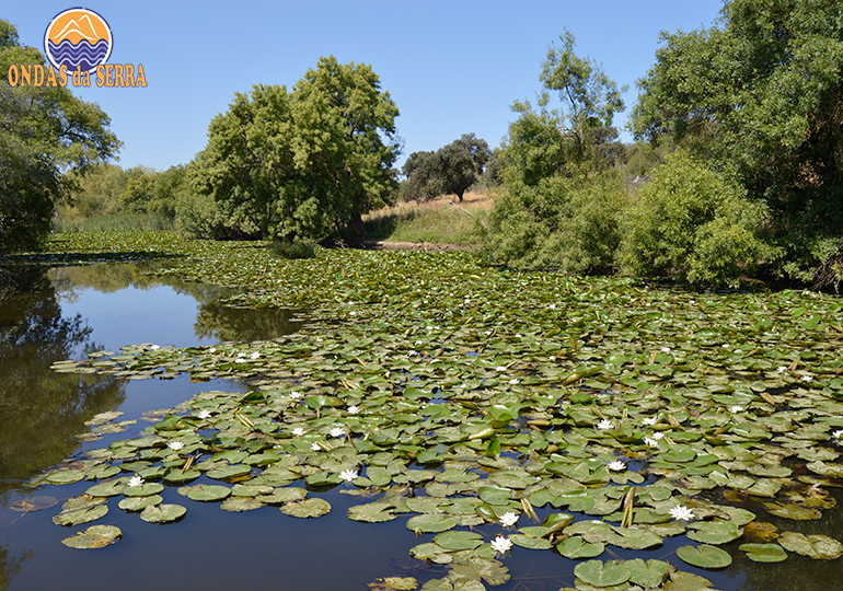 Ribeira de Odivelas - Ferreira do Alentejo
