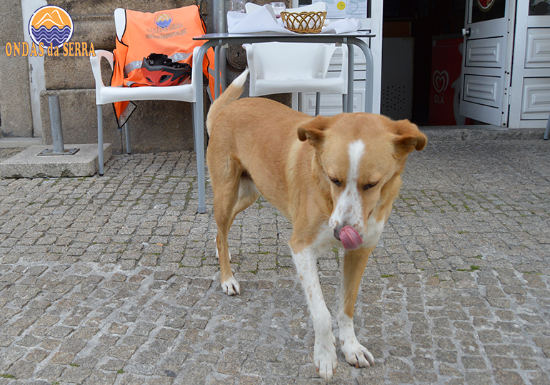 Cão em Vila Pouca de Aguiar