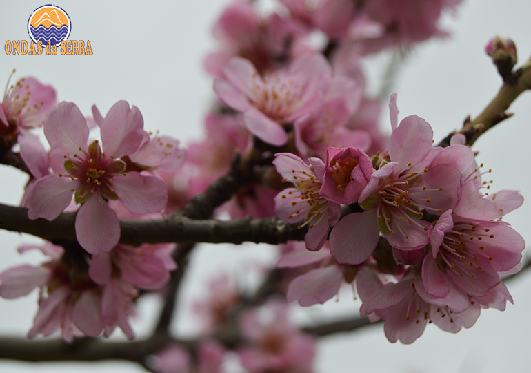 PR14 - Rota das Amendoeiras - Torre de Moncorvo