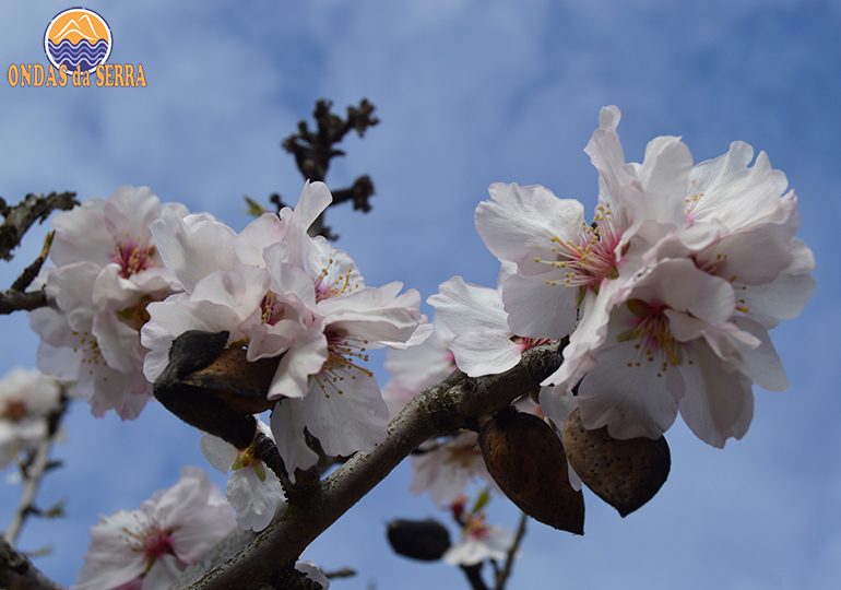 PR14 - Rota das Amendoeiras - Torre de Moncorvo