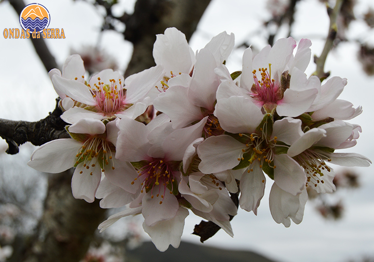 PR14 - Rota das Amendoeiras - Torre de Moncorvo