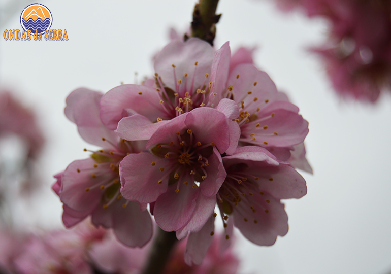 PR14 - Rota das Amendoeiras - Torre de Moncorvo