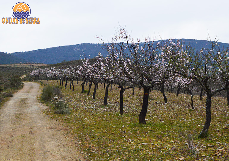 PR14 - Rota das Amendoeiras - Torre de Moncorvo