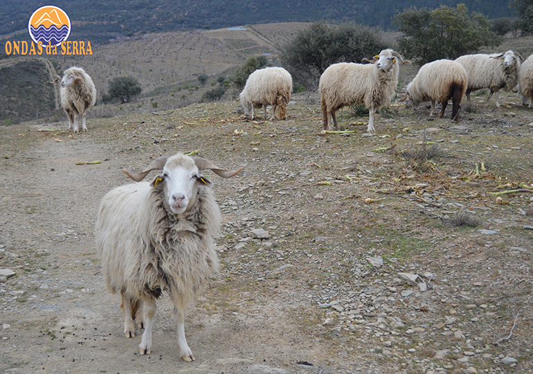 Carneiro - Açoreira - Torre de Moncorvo