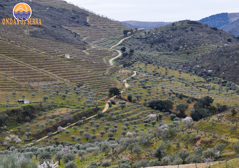 Serra do Reboredo - Torre de Moncorvo