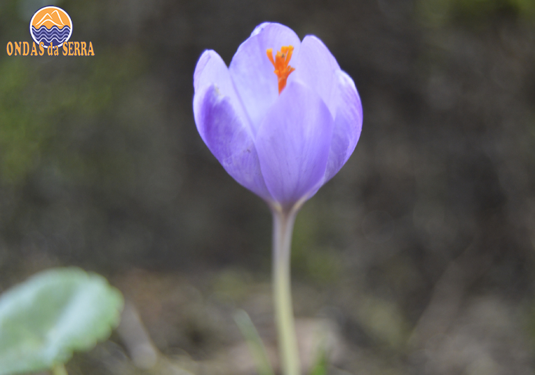 Flor Crocus Serotinus - Sistelo