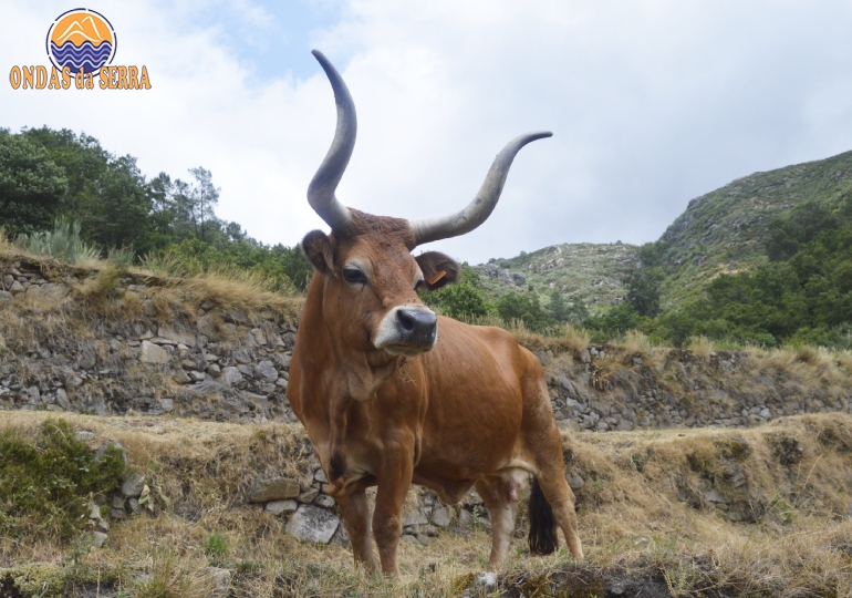 Gado bovino da raça Cachena - Sistelo Aldeia de Portugal