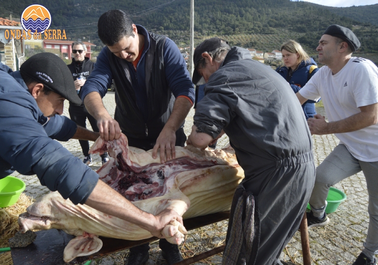 Rota das Pipas 2024, matança do porco em Açoreira - Torre de Moncorvo