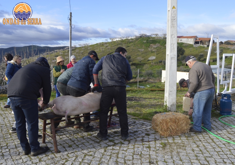 Rota das Pipas 2024, matança do porco em Açoreira - Torre de Moncorvo