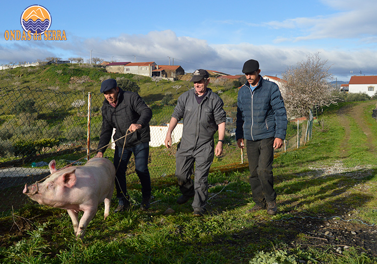 Rota das Pipas 2024, matança do porco em Açoreira - Torre de Moncorvo