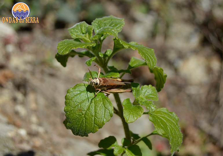 PR7 - Trilho da Agualva - Couto de Esteves - Sever do Vouga - Gafanhoto