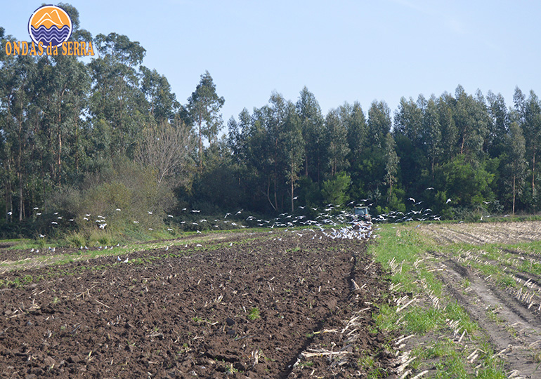 Terrenos agrícolas de Pardilhó - Estarreja