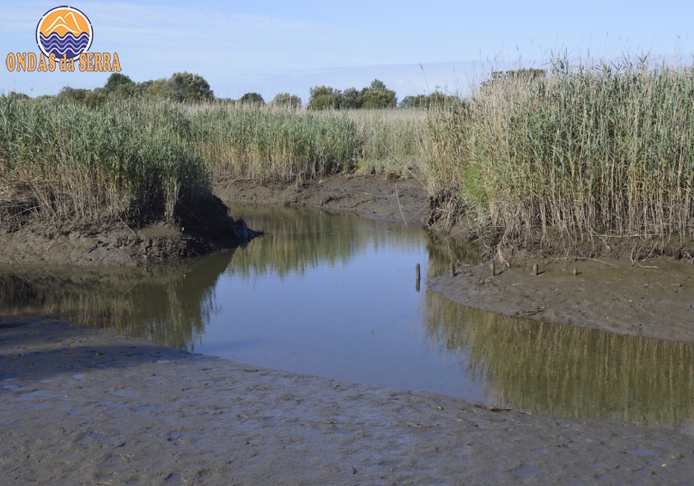 Caniçal na Ribeira do Mourão - Ria de Aveiro
