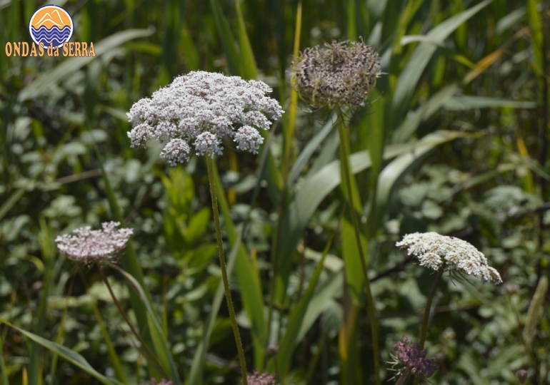 Cenoura-brava - Ribeira do Mourão - Ria de Aveiro - Avanca