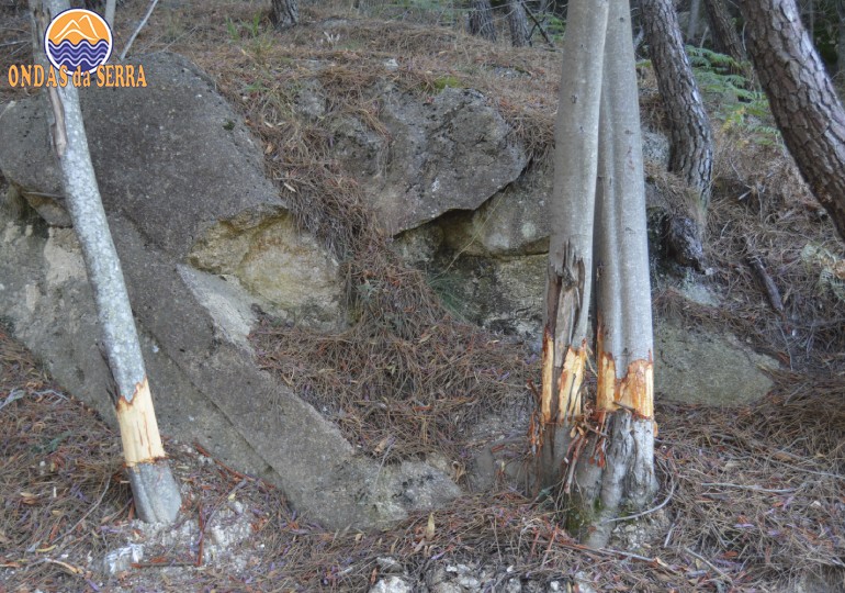 Corte da casca para matar a invasora acácia