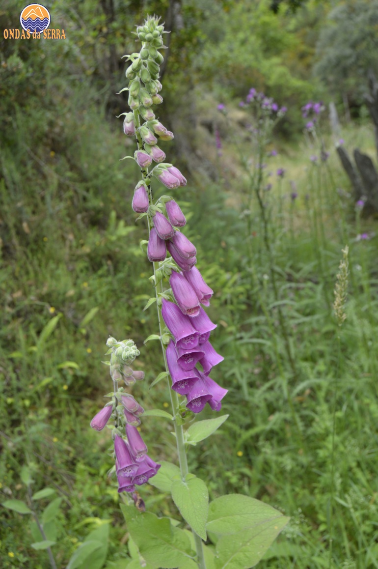 Dedaleira na Ribeira do Mourão - Ria de Aveiro