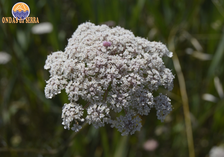 Erva-doce inflorescência em forma de umbela