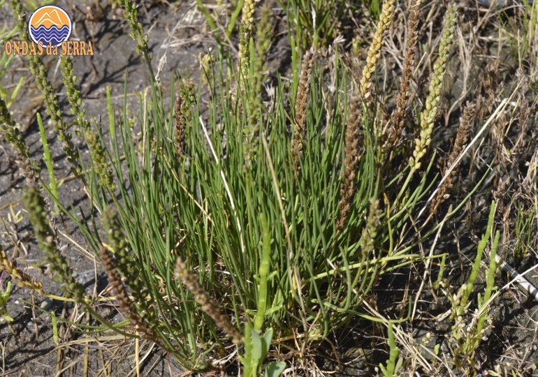 Erva-do-Brejo ou Erva-dos-Salgadiços na Ribeira do Mourão - Ria de Aveiro