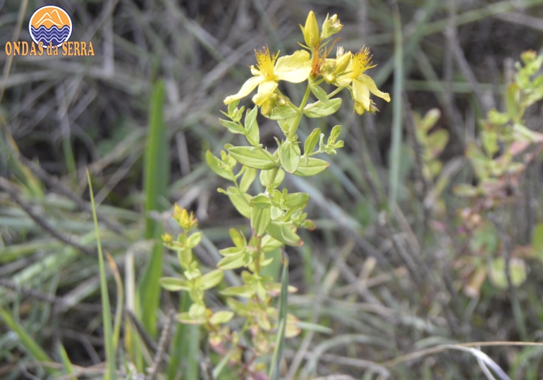 Erva de São João - Ribeira do Mourão - Ria de Aveiro - Avanca