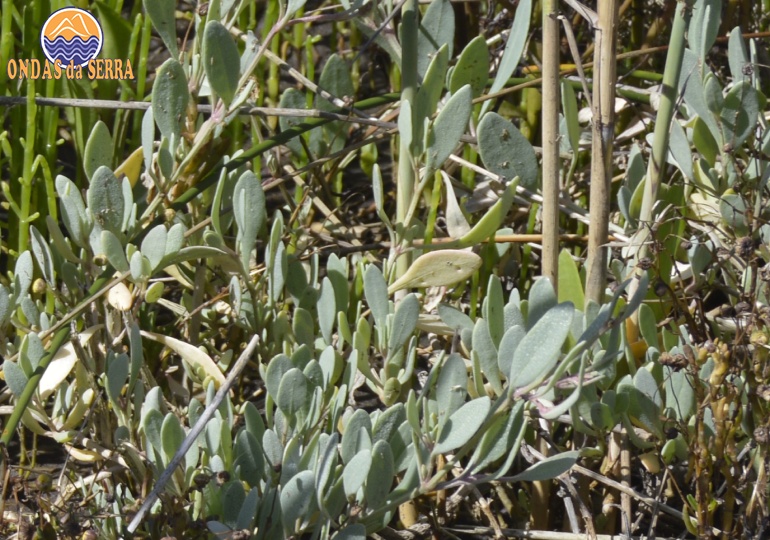 Gramata-brancana Ribeira do Mourão - Ria de Aveiro