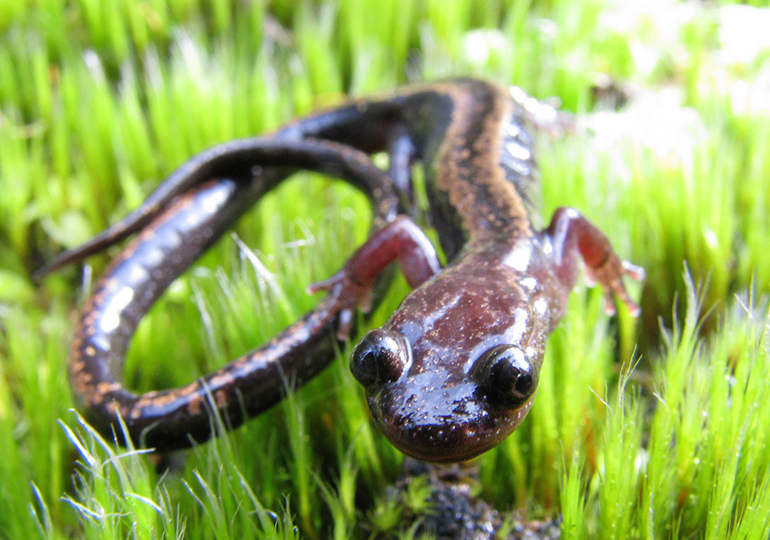 Salamandra Lusitânica